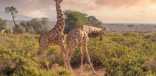 Maasai Mara Safari Packages 2026 | Best Kenya Safari Tours