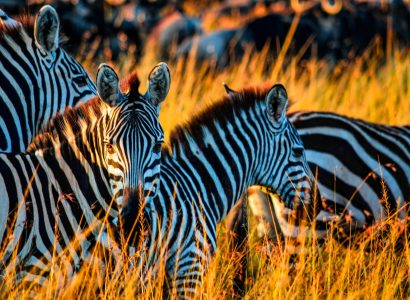kenya safari cost