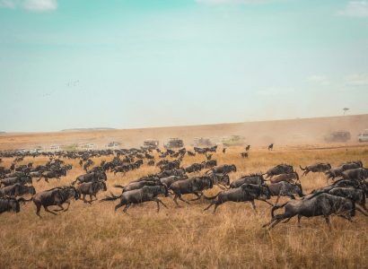 Masai Mara vs Serengeti: Ultimate Safari Comparison