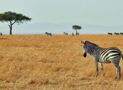 Things to Do in Kenya